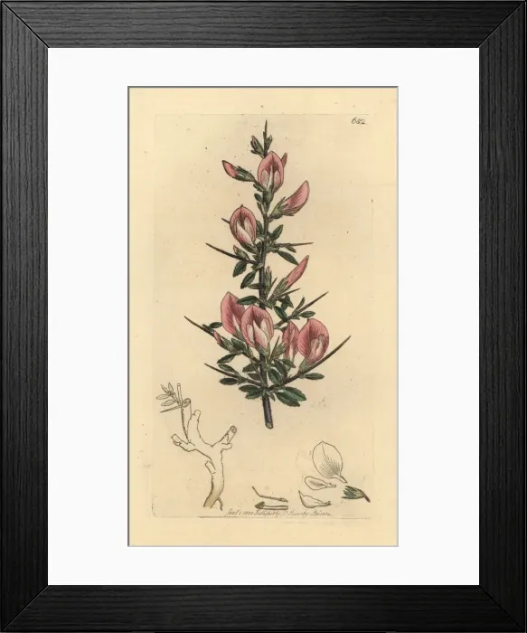 Framed Print : Spiny restharrow, Ononis spinosa subsp. hircina Framed Print : Spiny restharrow, Ononis spinosa subsp. hircina