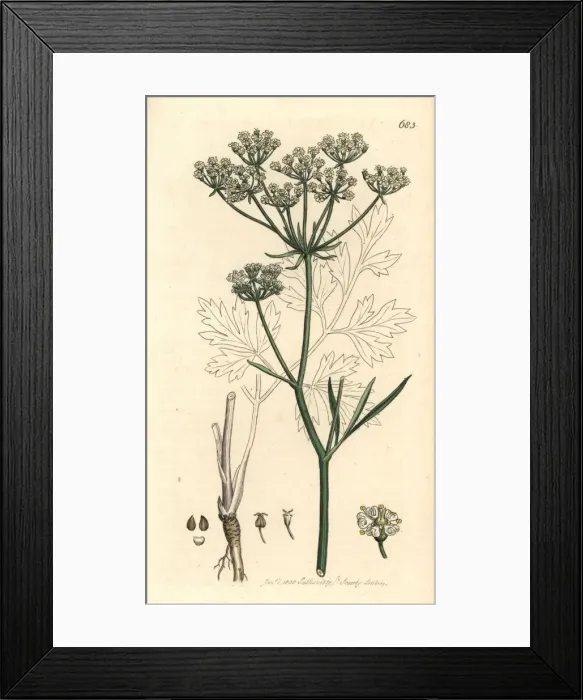Framed Print : Cornish lovage or licorice-root, Physospermum cornubiense Framed Print : Cornish lovage or licorice-root, Physospermum cornubiense