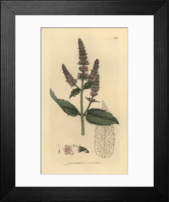 Framed Print : Horse mint, Mentha longifolia Framed Print : Horse mint, Mentha longifolia