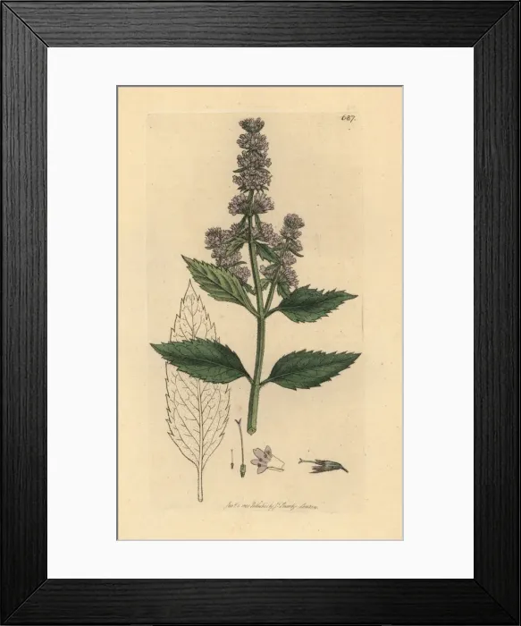 Framed Print : Peppermint, Mentha piperita Framed Print : Peppermint, Mentha piperita