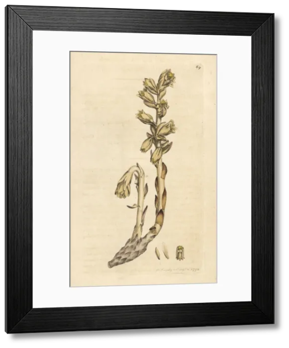 Framed Print : Dutchmans pipe, Monotropa hypopitys Framed Print : Dutchmans pipe, Monotropa hypopitys