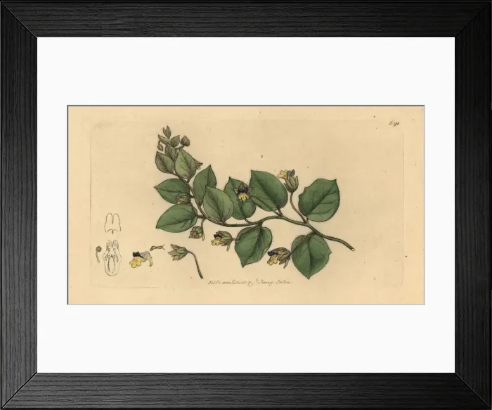 Framed Print : Leafless bluebush, Kickxia spuria Framed Print : Leafless bluebush, Kickxia spuria