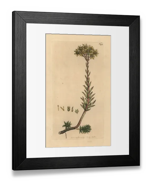Framed Print : Rocky stonecrop, Sedum rupestre Framed Print : Rocky stonecrop, Sedum rupestre