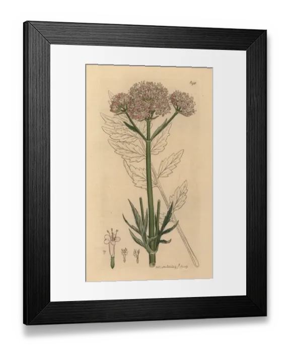 Framed Print : Valerian, Valeriana officinalis Framed Print : Valerian, Valeriana officinalis