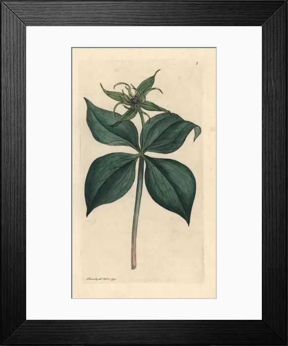 Framed Print : Herb Paris, Paris quadrifolia Framed Print : Herb Paris, Paris quadrifolia