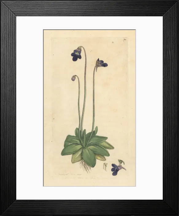 Framed Print : Common butterwort, Pinguicula vulgaris Framed Print : Common butterwort, Pinguicula vulgaris