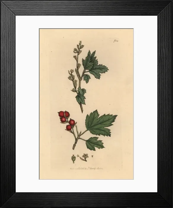 Framed Print : Alpine currant, Ribes alpinum Framed Print : Alpine currant, Ribes alpinum