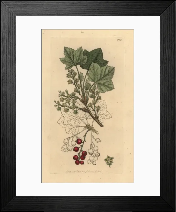 Framed Print : Rock currants, Ribes petraeum Framed Print : Rock currants, Ribes petraeum