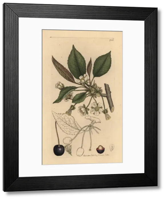 Framed Print : Wild cherry tree, Prunus cerasus Framed Print : Wild cherry tree, Prunus cerasus