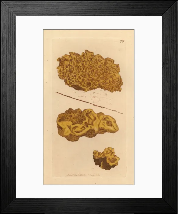 Framed Print : Yellow brain, Tremella mesenterica Framed Print : Yellow brain, Tremella mesenterica