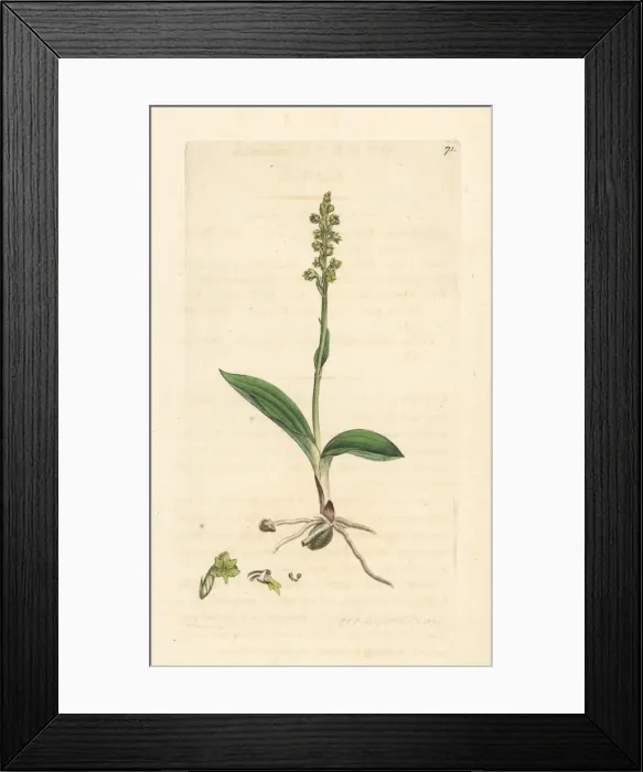 Framed Print : Musk orchid, Herminium monorchis Framed Print : Musk orchid, Herminium monorchis