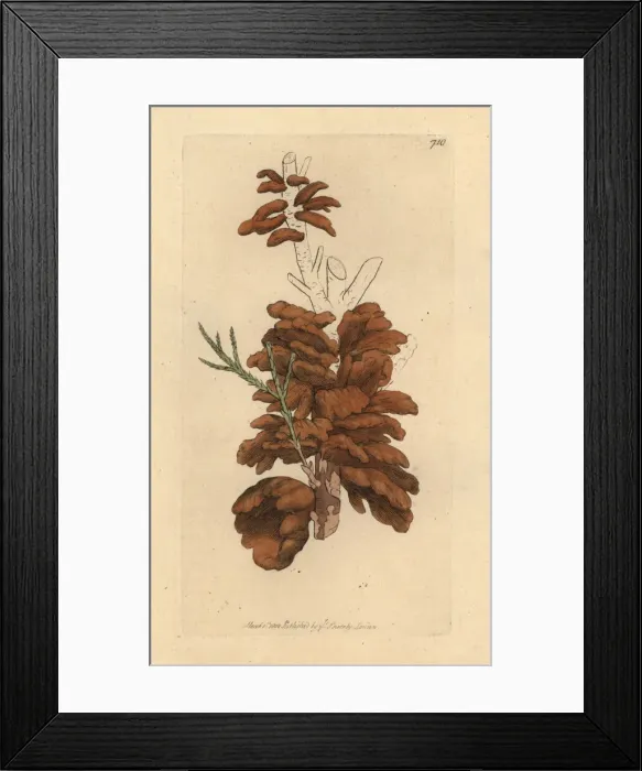 Framed Print : Pear rust, Gymnosporangium sabinae Framed Print : Pear rust, Gymnosporangium sabinae