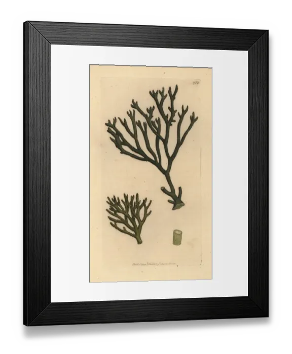 Framed Print : Thongweed, Himanthalia elongata Framed Print : Thongweed, Himanthalia elongata