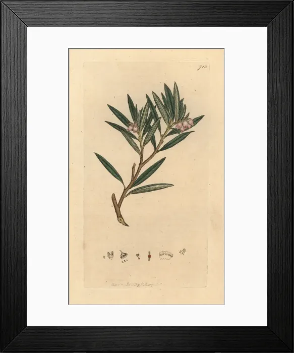 Framed Print : Bog rosemary, Andromeda polifolia Framed Print : Bog rosemary, Andromeda polifolia