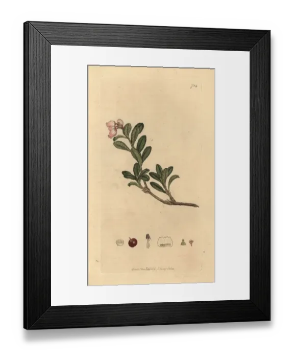 Framed Print : Bearberry, Arctostaphylos uva-ursi Framed Print : Bearberry, Arctostaphylos uva-ursi