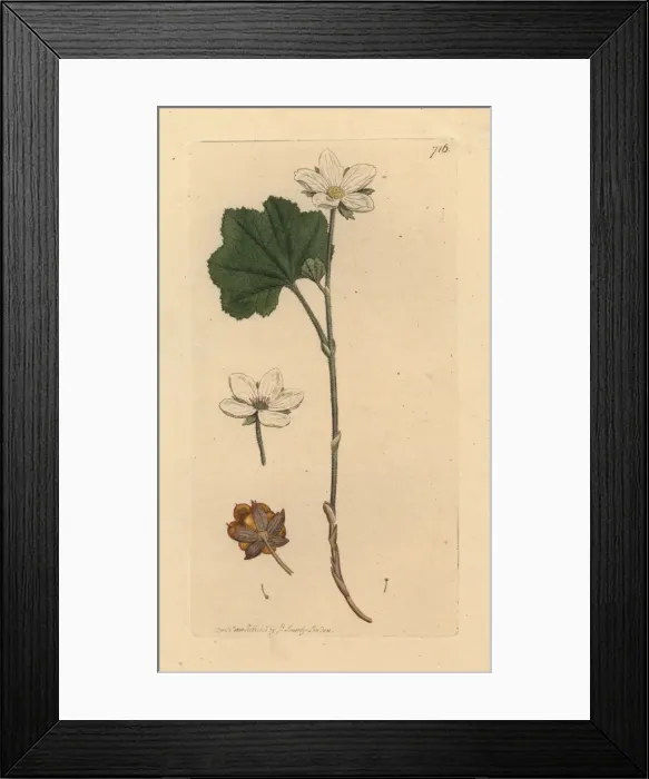 Framed Print : Mountain bramble or cloudberry, Rubus chamaemorus Framed Print : Mountain bramble or cloudberry, Rubus chamaemorus