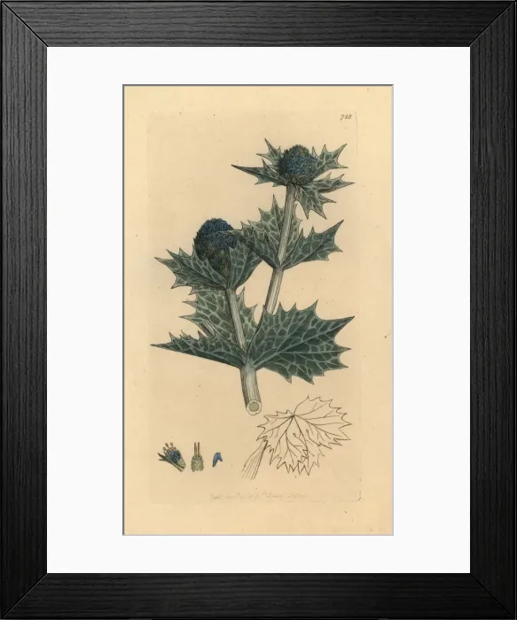 Framed Print : Sea holly or sea eryngo, Eryngium maritimum Framed Print : Sea holly or sea eryngo, Eryngium maritimum