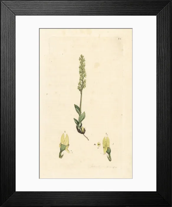 Framed Print : Bog orchid, Hammarbya paludosa Framed Print : Bog orchid, Hammarbya paludosa