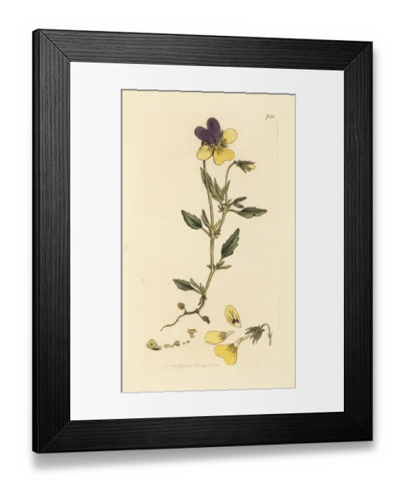 Framed Print : Yellow mountain pansy, Viola lutea Framed Print : Yellow mountain pansy, Viola lutea