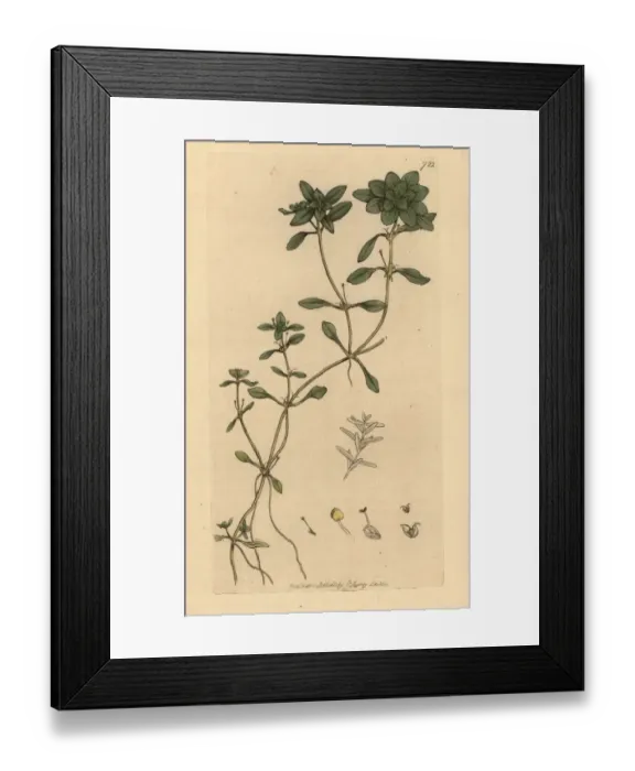 Framed Print : Spiny water starwort, Callitriche palustris Framed Print : Spiny water starwort, Callitriche palustris