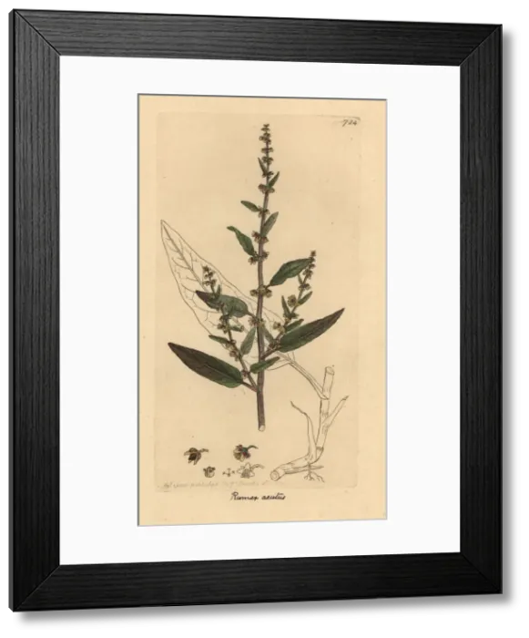 Framed Print : Sharp dock, Rumex conglomeratus Framed Print : Sharp dock, Rumex conglomeratus