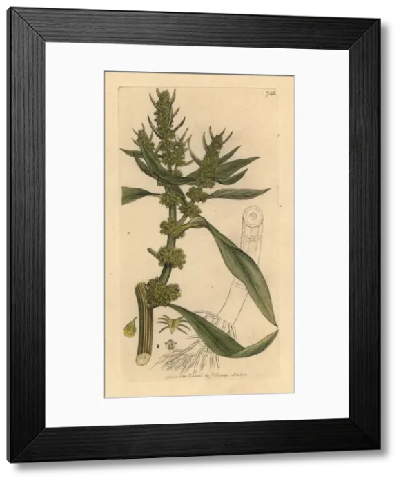 Framed Print : Golden dock, Rumex maritimus