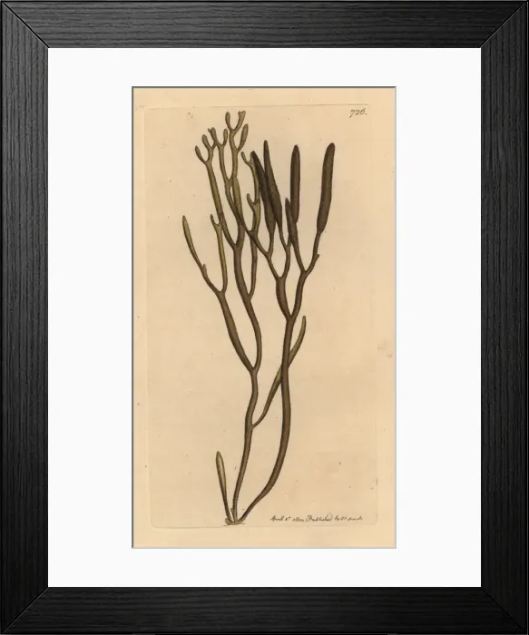 Framed Print : Bifurcaria bifurcata Framed Print : Bifurcaria bifurcata