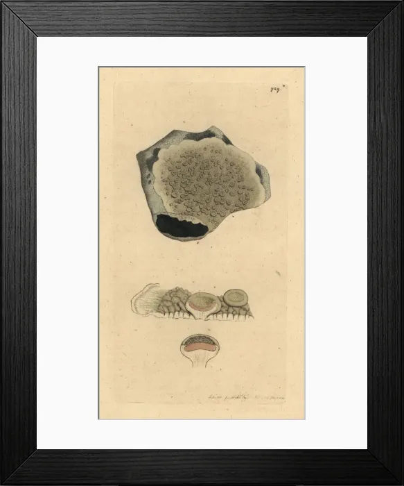 Framed Print : Dyers lichen or crabs eye lichen, Lichen perellus Framed Print : Dyers lichen or crabs eye lichen, Lichen perellus