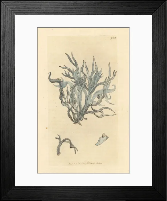 Framed Print : Roccella or flat-leaved lichen, Lichen fuciformis Framed Print : Roccella or flat-leaved lichen, Lichen fuciformis