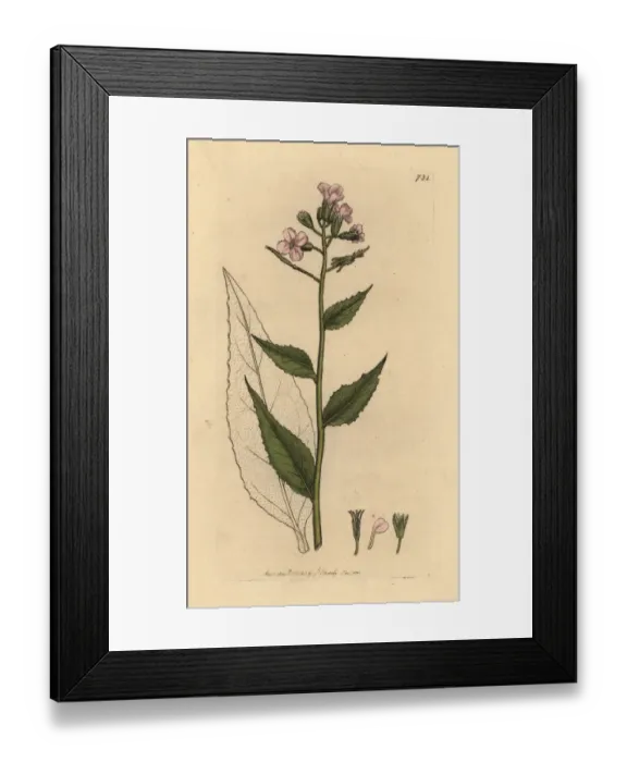 Framed Print : Scentless dames violet, Hesperis inodora Framed Print : Scentless dames violet, Hesperis inodora