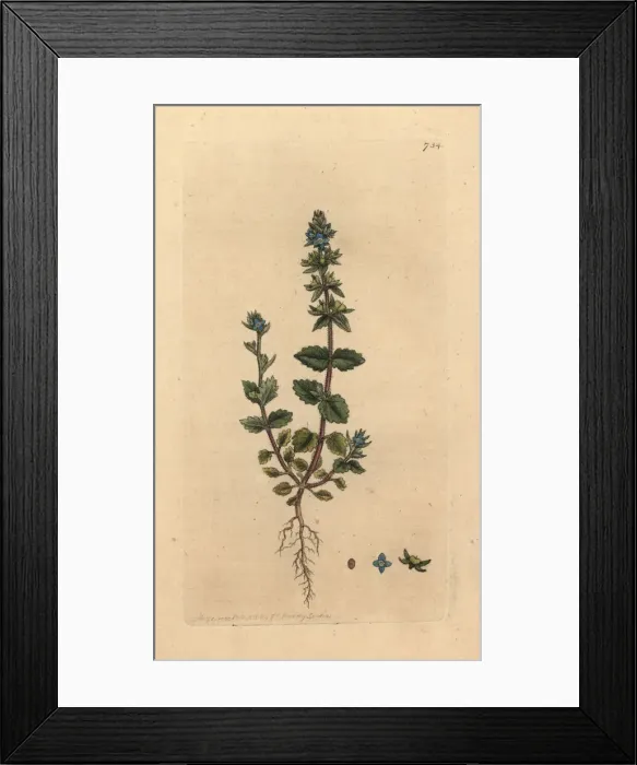 Framed Print : Wall speedwell, Veronica arvensis Framed Print : Wall speedwell, Veronica arvensis