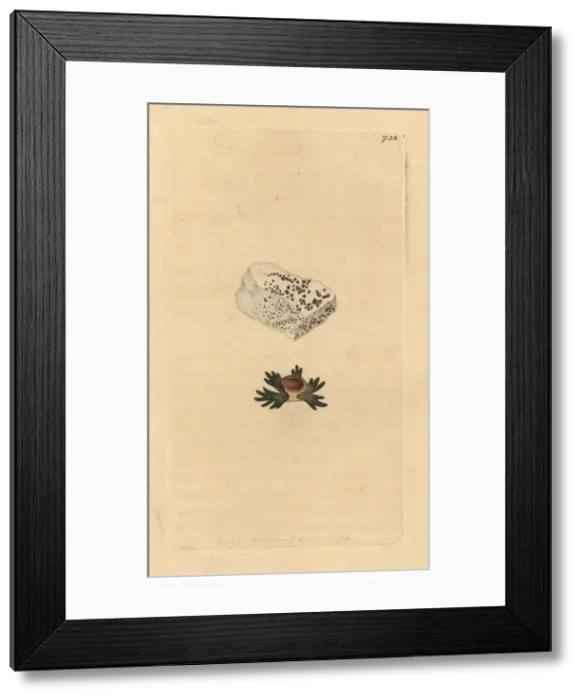 Framed Print : Leptogium biatorinum Framed Print : Leptogium biatorinum