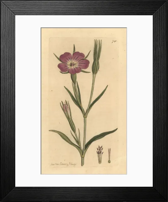 Framed Print : Corn cockle, Agrostemma githago Framed Print : Corn cockle, Agrostemma githago