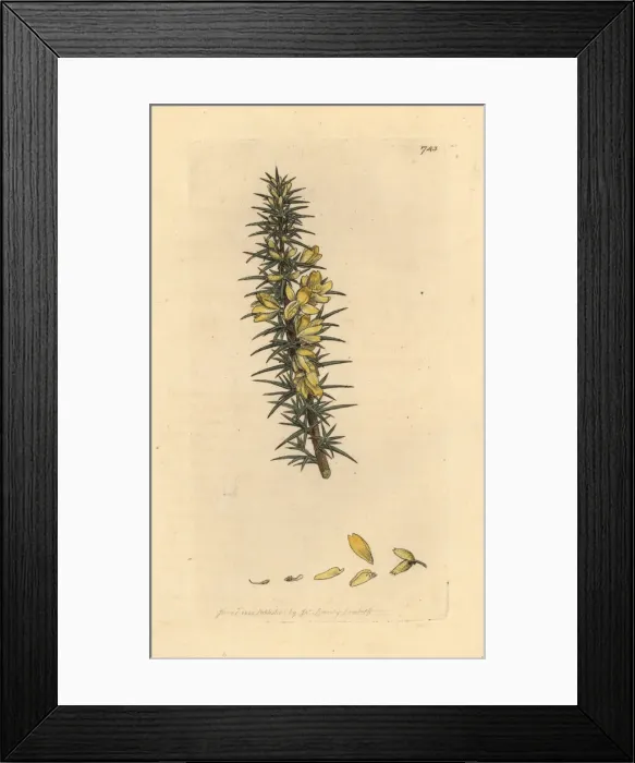 Framed Print : Dwarf furze, Ulex minor Framed Print : Dwarf furze, Ulex minor