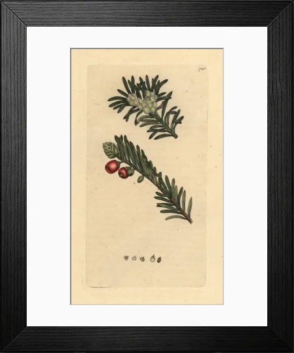 Framed Print : Yew tree, Taxus baccata Framed Print : Yew tree, Taxus baccata