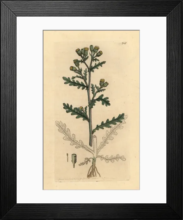 Framed Print : Common groundsel, Senecio vulgaris Framed Print : Common groundsel, Senecio vulgaris