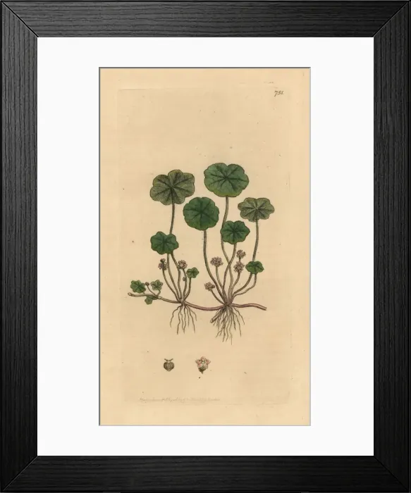 Framed Print : Marsh pennywort, Hydrocotyle vulgaris Framed Print : Marsh pennywort, Hydrocotyle vulgaris