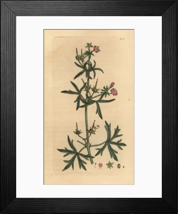 Framed Print : Cut-leaved cranesbill, Geranium dissectum Framed Print : Cut-leaved cranesbill, Geranium dissectum
