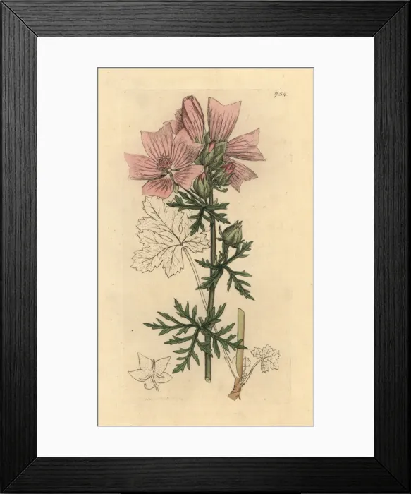 Framed Print : Musk mallow, Malva moschata Framed Print : Musk mallow, Malva moschata