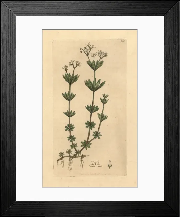 Framed Print : Sweetscented bedstraw, Galium odoratum