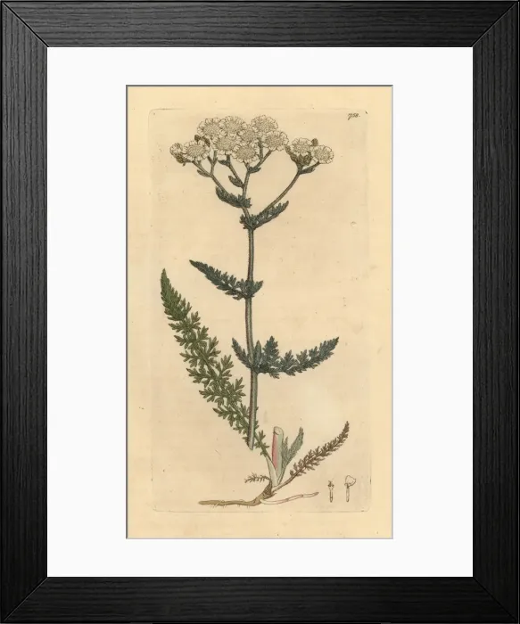 Framed Print : Common yarrow or milfoil, Achillea millefolium Framed Print : Common yarrow or milfoil, Achillea millefolium