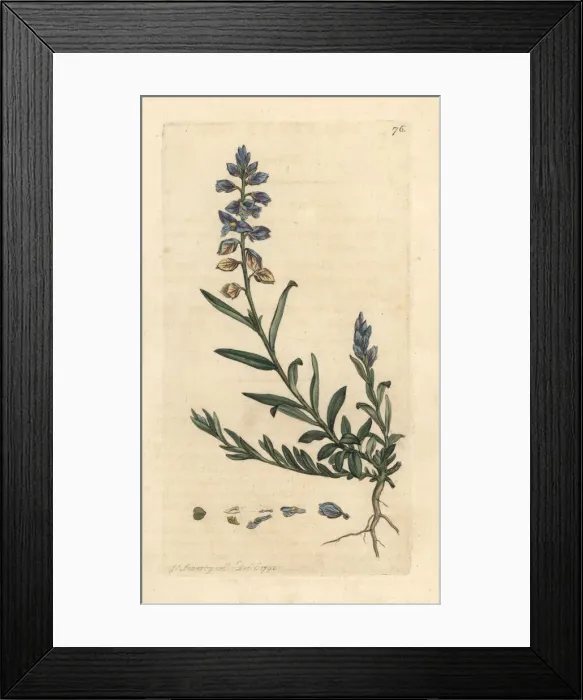 Framed Print : Milkwort, Polygala vulgaris Framed Print : Milkwort, Polygala vulgaris