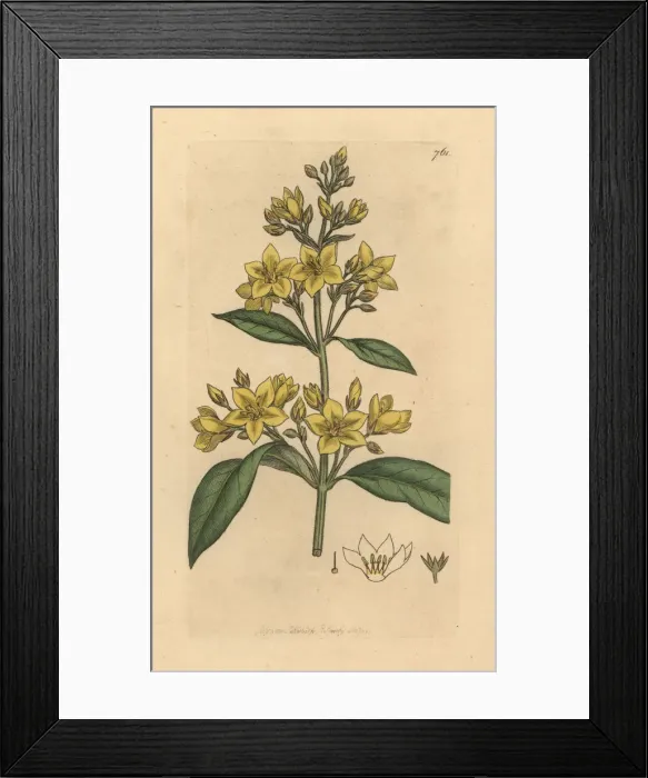 Framed Print : Yellow loosestrife, Lysimachia vulgaris Framed Print : Yellow loosestrife, Lysimachia vulgaris