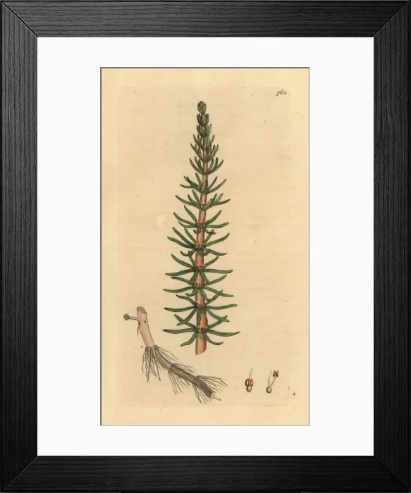 Framed Print : Mares tail, Hippuris vulgaris Framed Print : Mares tail, Hippuris vulgaris