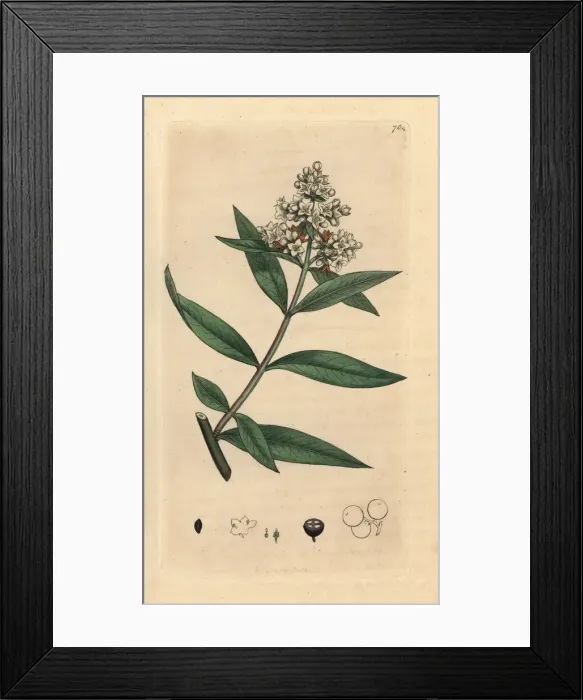 Framed Print : Privet, Ligustrum vulgare Framed Print : Privet, Ligustrum vulgare