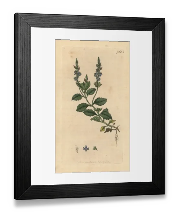 Framed Print : Common speedwell, Veronica officinalis Framed Print : Common speedwell, Veronica officinalis