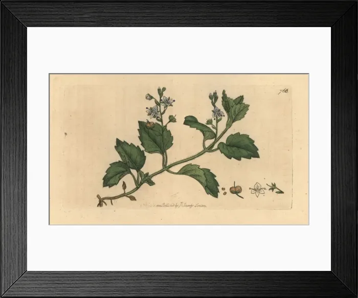 Framed Print : Mountain speedwell, Veronica montana Framed Print : Mountain speedwell, Veronica montana