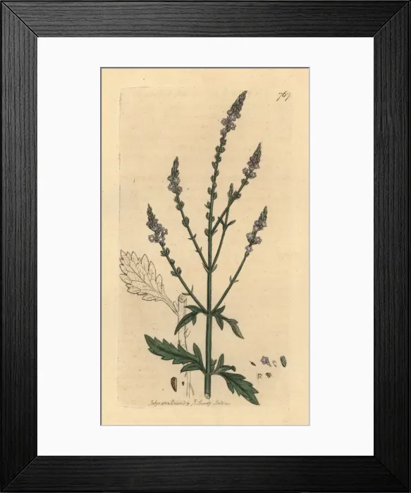 Framed Print : Common vervain, Verbena officinalis Framed Print : Common vervain, Verbena officinalis