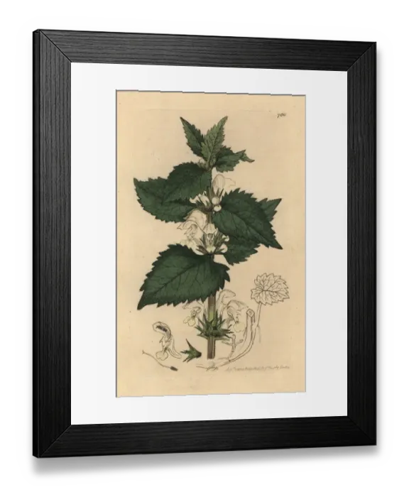 Framed Print : White dead-nettle, Lamium album Framed Print : White dead-nettle, Lamium album