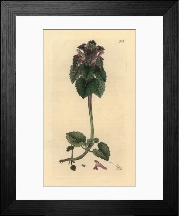 Framed Print : Red dead-nettle, Lamium purpureum Framed Print : Red dead-nettle, Lamium purpureum